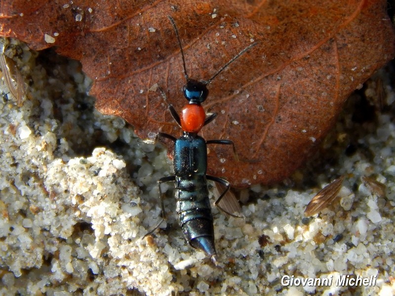 Paederidus sp. - Staphylinidae